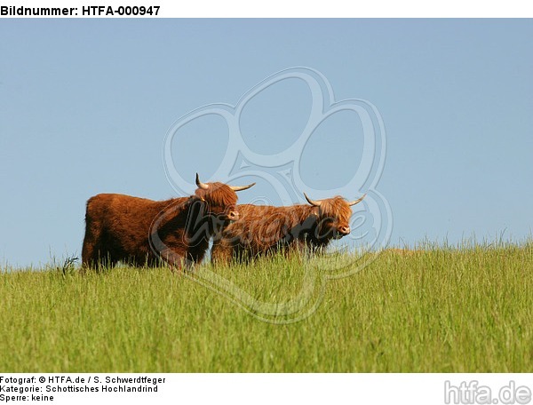 Schottische Hochlandrinder / highland cattles / HTFA-000947