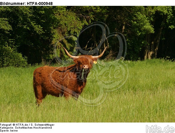 Schottisches Hochlandrind / highland cattle / HTFA-000948
