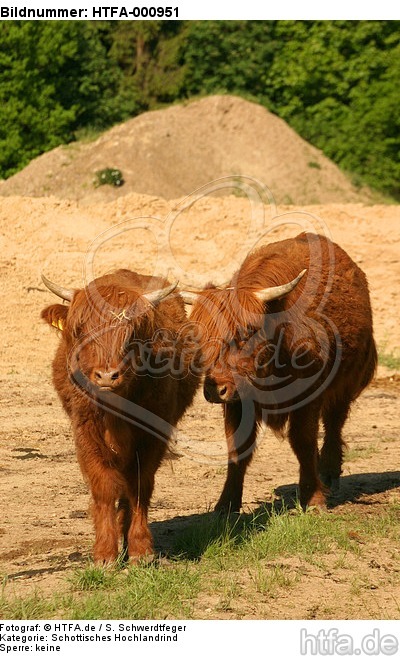 Schottische Hochlandrinder / highland cattles / HTFA-000951