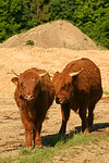 Schottische Hochlandrinder / highland cattles