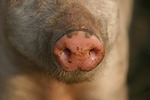 Ferkel Schnauze / piglet nose