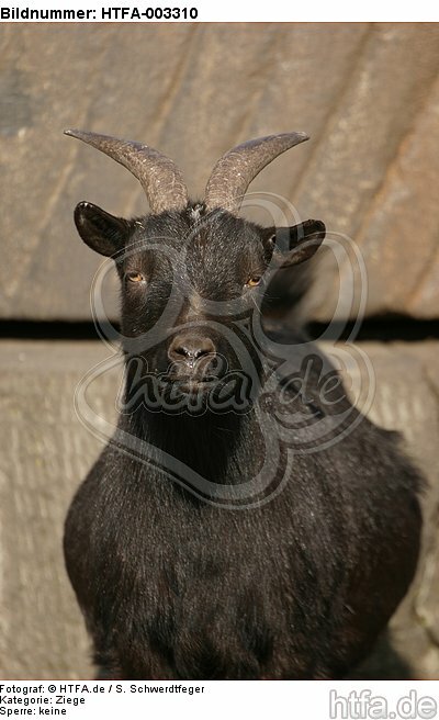 Zwergziege / pygmy goat / HTFA-003310
