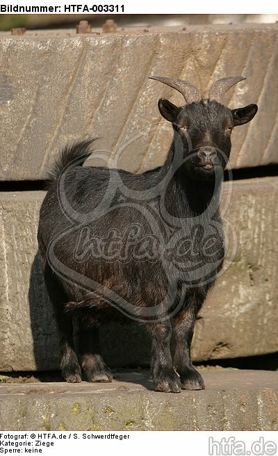 Zwergziege / pygmy goat / HTFA-003311