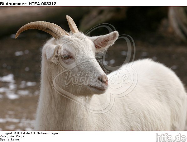 Hausziege / goat / HTFA-003312