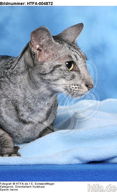 Orientalisch Kurzhaar / oriental shorthair / HTFA-004872