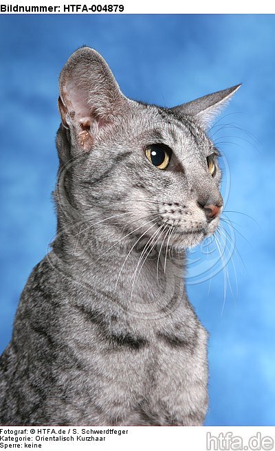 Orientalisch Kurzhaar / oriental shorthair / HTFA-004879