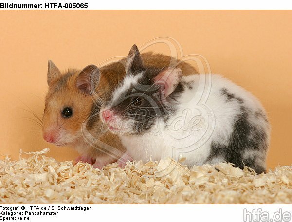 Hamster / hamsters / HTFA-005065