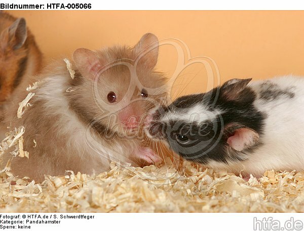 Hamster / hamsters / HTFA-005066