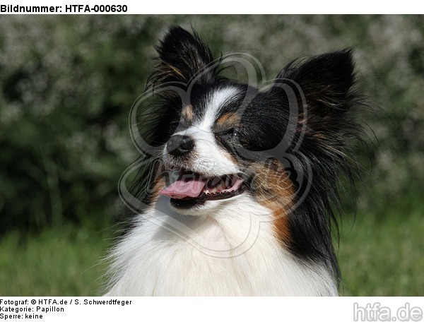 hechelnder Papillon / panting Papillon / HTFA-000630