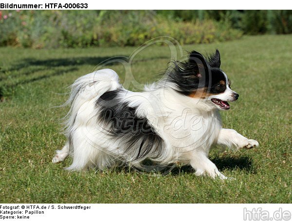 rennender Papillon / running Papillon / HTFA-000633