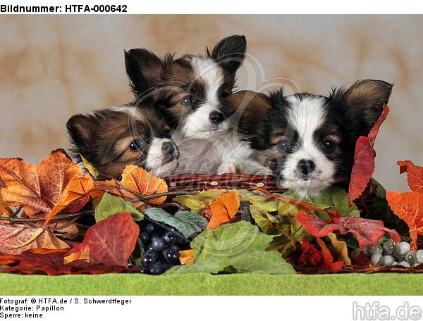 Papillon Welpen / papillon puppies / HTFA-000642