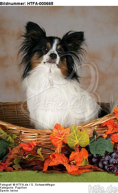 Papillon im Körbchen / papillon in basket / HTFA-000665