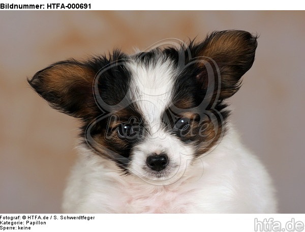 Papillon Welpe / papillon puppy / HTFA-000691