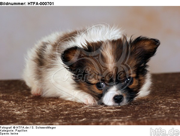 liegender Papillon Welpe / lying papillon puppy / HTFA-000701