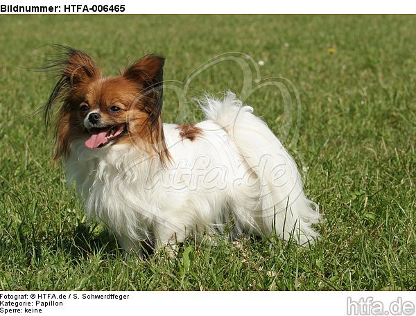 Papillon / HTFA-006465