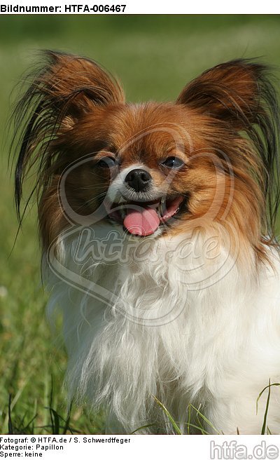 Papillon / HTFA-006467