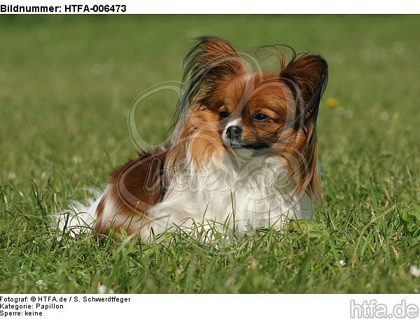 Papillon / HTFA-006473