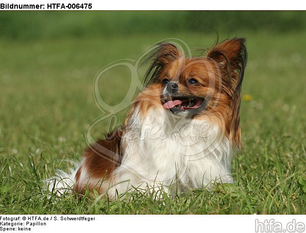 Papillon / HTFA-006475