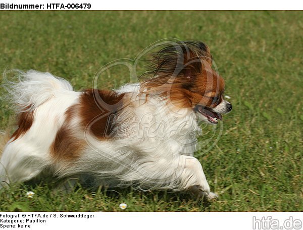 Papillon / HTFA-006479