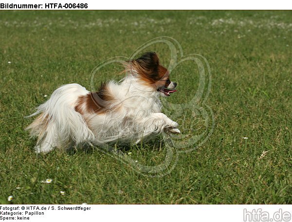 Papillon / HTFA-006486