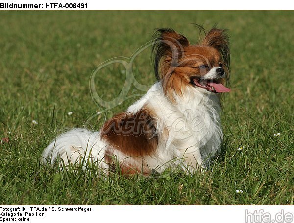 Papillon / HTFA-006491