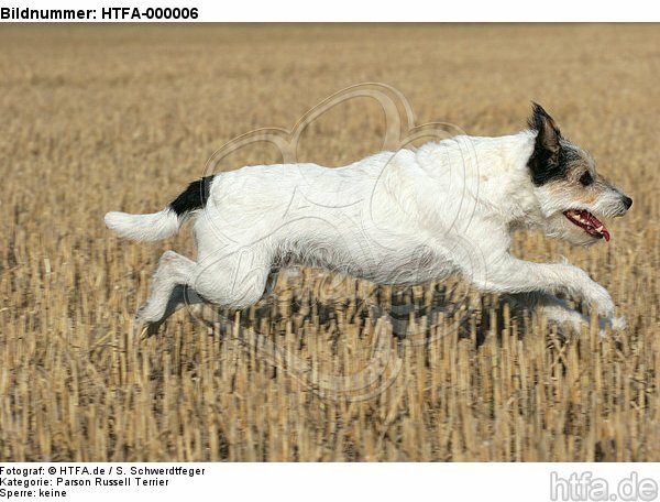 rennender Parson Russell Terrier / running PRT / HTFA-000006