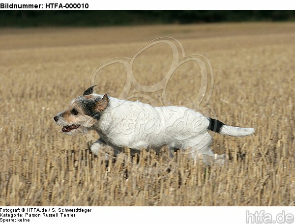 rennender Parson Russell Terrier / running PRT / HTFA-000010