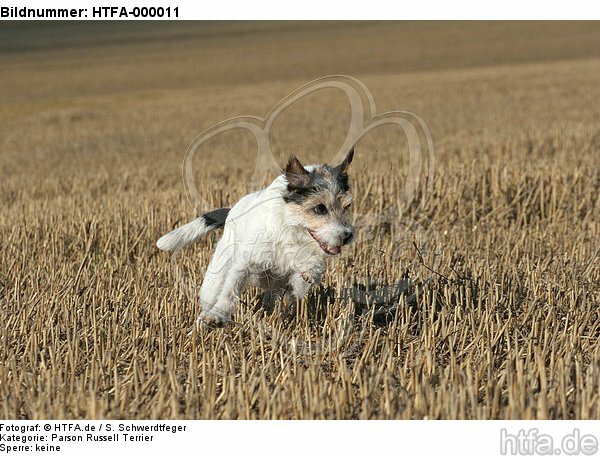 rennender Parson Russell Terrier / running PRT / HTFA-000011
