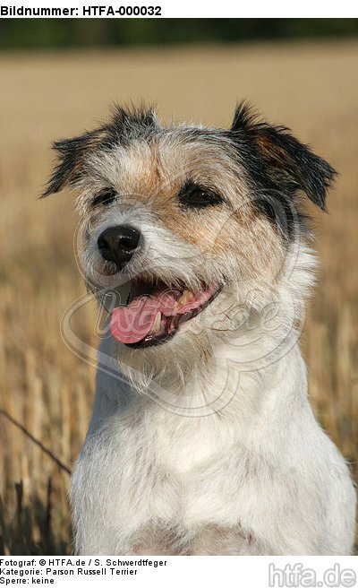 hechelnder Parson Russell Terrier / panting PRT / HTFA-000032