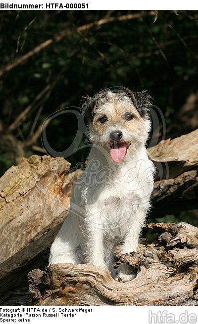 sitzender Parson Russell Terrier / sitting PRT / HTFA-000051