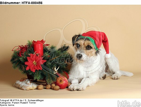 Parson Russell Terrier zu Weihnachten / PRT at christmas / HTFA-000456