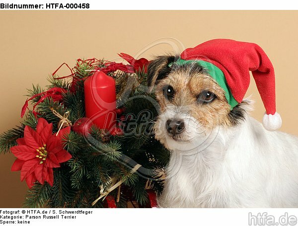 Parson Russell Terrier zu Weihnachten / PRT at christmas / HTFA-000458