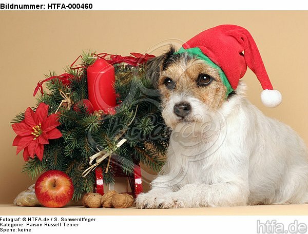 Parson Russell Terrier zu Weihnachten / PRT at christmas / HTFA-000460