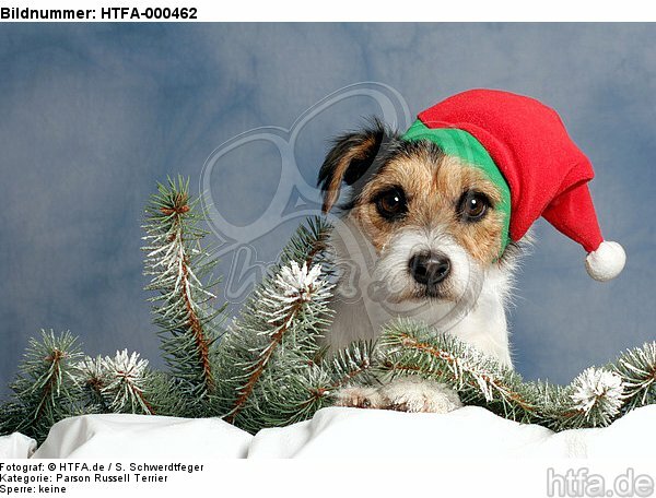 Parson Russell Terrier zu Weihnachten / PRT at christmas / HTFA-000462