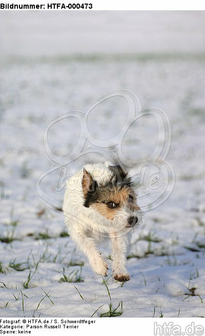 rennender Parson Russell Terrier im Schnee / running PRT in snow / HTFA-000473