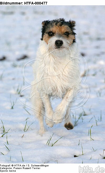 rennender Parson Russell Terrier im Schnee / running PRT in snow / HTFA-000477