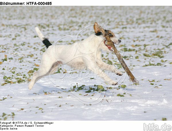 Parson Russell Terrier spielt im Schnee / playing PRT in snow / HTFA-000485