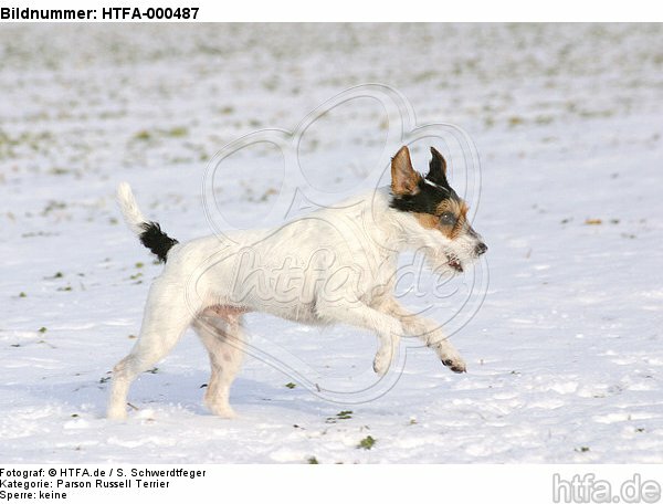 Parson Russell Terrier rennt durch den Schnee / running PRT in snow / HTFA-000487