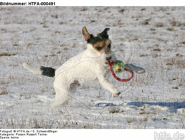 Parson Russell Terrier spielt im Schnee / playing PRT in snow / HTFA-000491