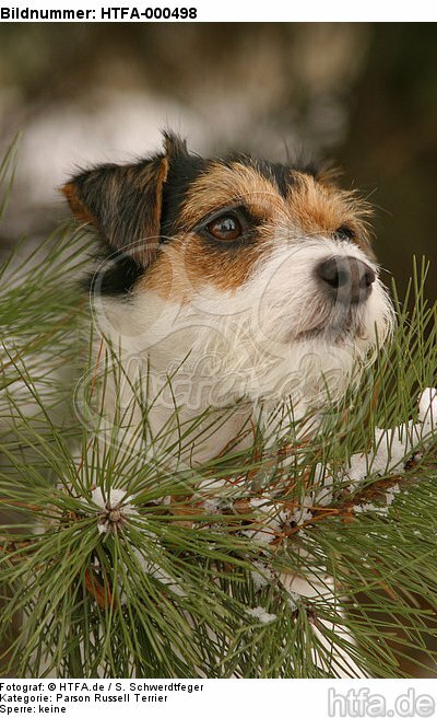 Parson Russell Terrier Portrait / HTFA-000498
