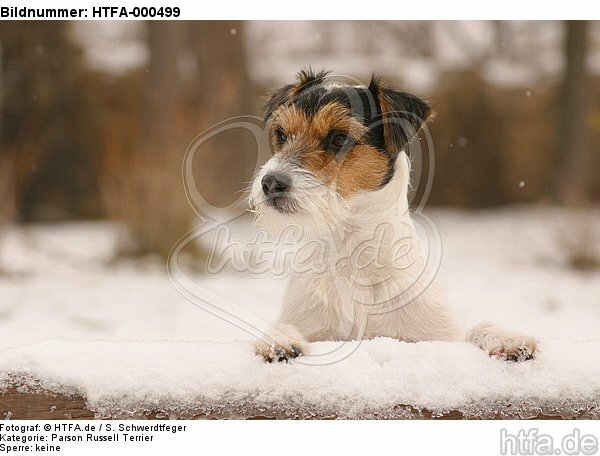 Parson Russell Terrier im Schnee / PRT in snow / HTFA-000499