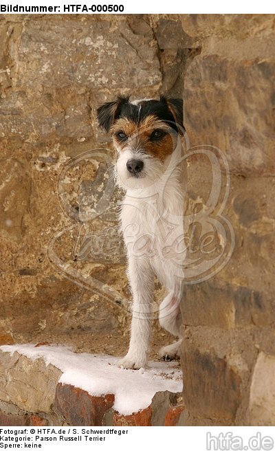 Parson Russell Terrier im Schnee / PRT in snow / HTFA-000500