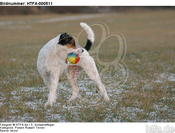 Parson Russell Terrier mit Ball / prt with ball / HTFA-000511