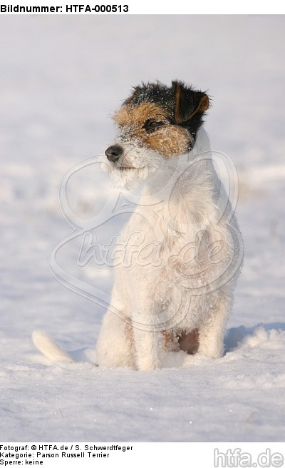 sitzender Parson Russell Terrier im Schnee / sitting prt in snow / HTFA-000513