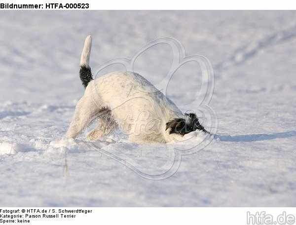 spielender Parson Russell Terrier im Schnee / playing prt in snow / HTFA-000523