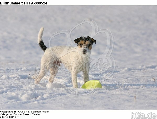 stehender Parson Russell Terrier im Schnee / standing prt in snow / HTFA-000524