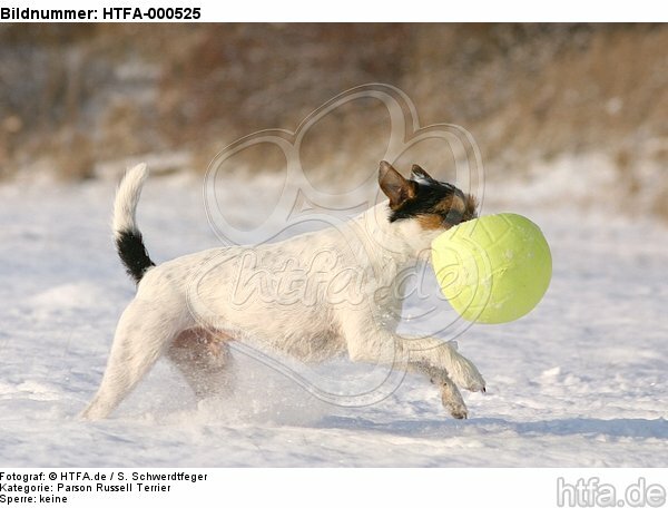 Parson Russell Terrier spielt im Schnee / prt plays in snow / HTFA-000525