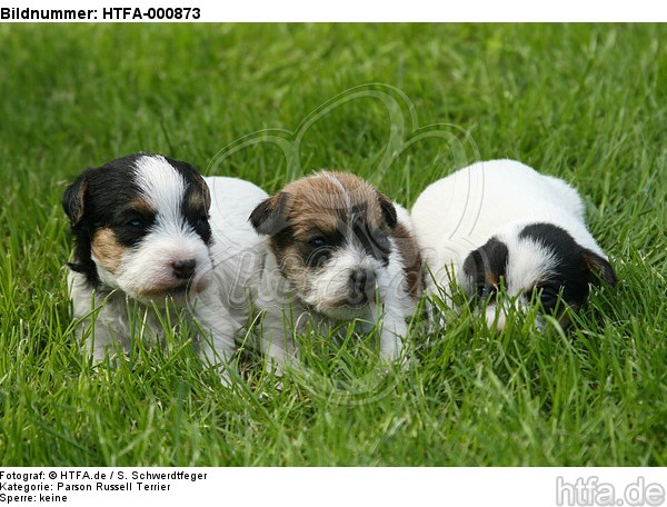 Parson Russell Terrier Welpen / parson russell terrier puppies / HTFA-000873