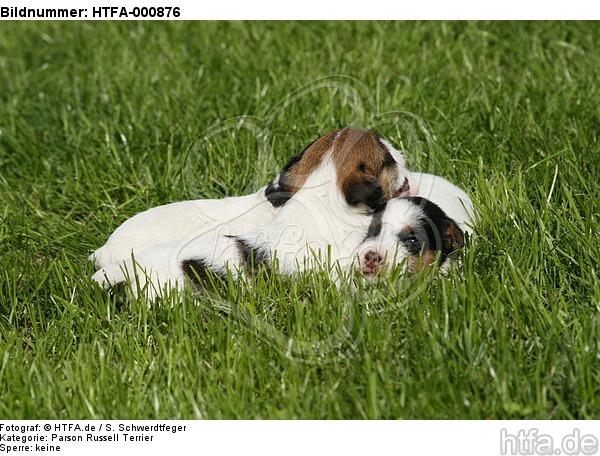Parson Russell Terrier Welpen / parson russell terrier puppies / HTFA-000876