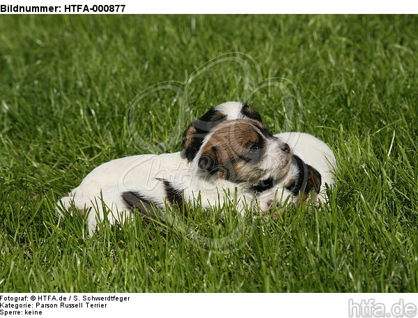 Parson Russell Terrier Welpen / parson russell terrier puppies / HTFA-000877